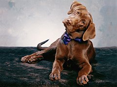 Dressed for the Occasion
